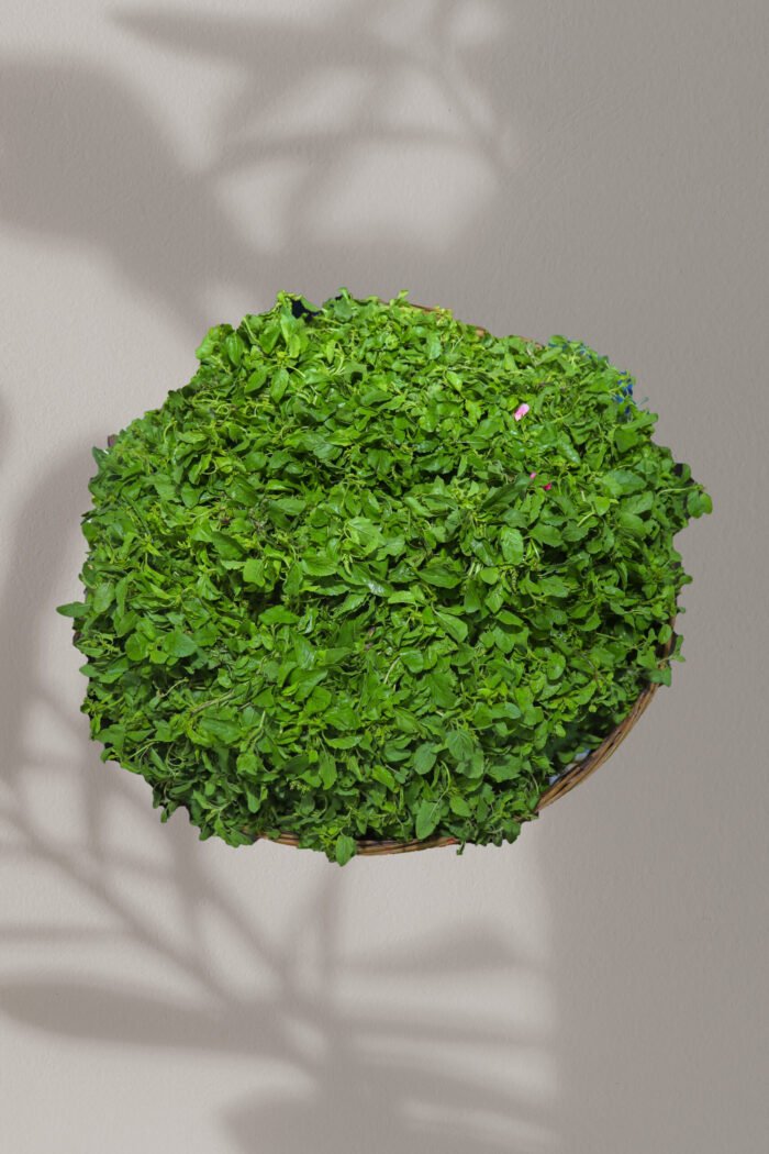Tulasi - Image 1