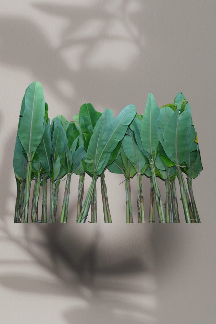 Banana Stem with leave - Image 1